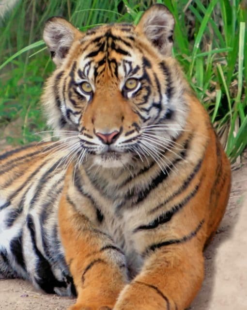 Sumatran Tiger paint by numbers