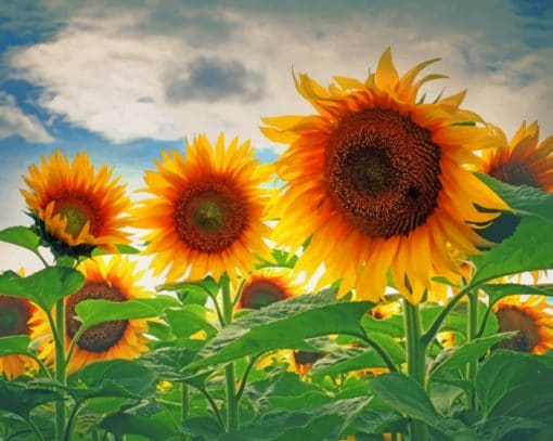 Sunflower Field Paint By Numbers