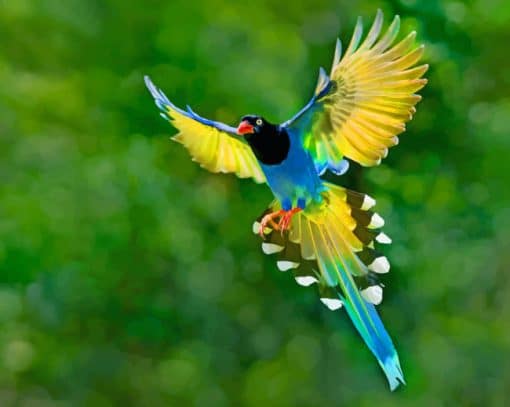 Taiwan Blue Magpie Bird paint by numbers