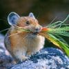 The Grass Mouse Paint By Numbers
