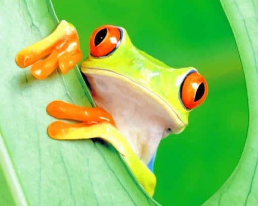 Wide Orange Frog Eyes
