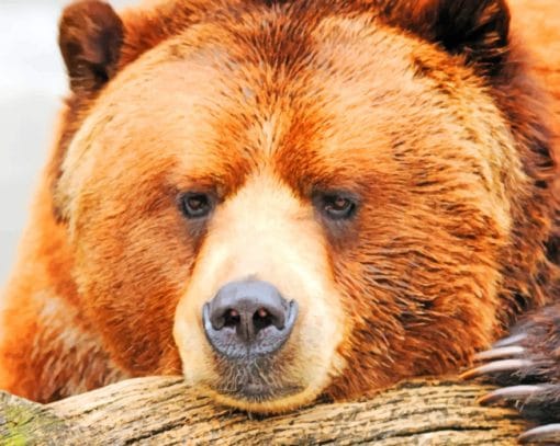 Wild Brown Bear paint by numbers