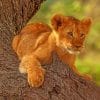 Wild Lion Cub paint by numbers