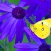 Yellow Butterfly On Purple Flowers Paint By Numbers