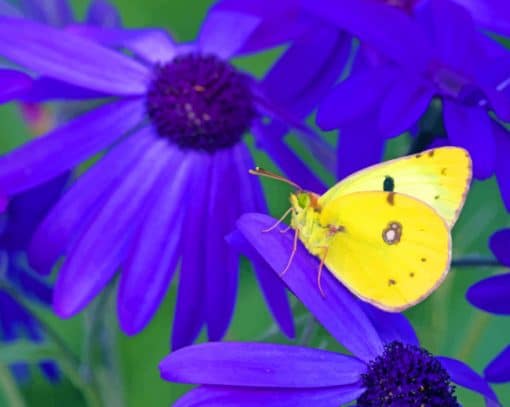 Yellow Butterfly On Purple Flowers Paint By Numbers