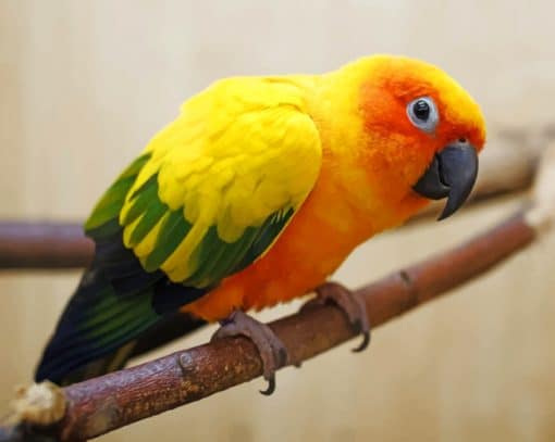 Yellow Parrot Paint By Numbers