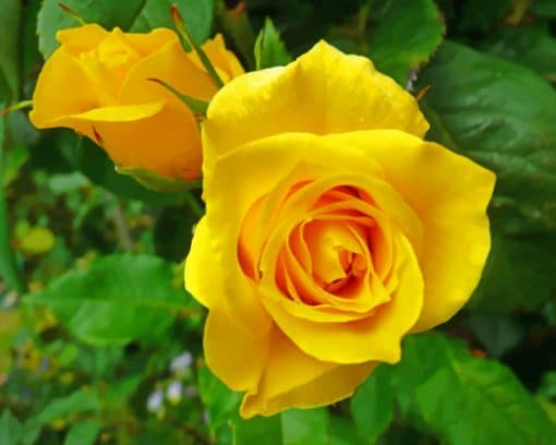 Yellow Roses Blooms paint by numbers