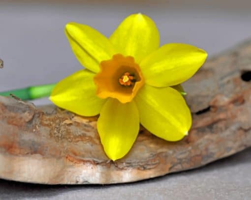 Yellow Single Daffodil Flower paint by numbers