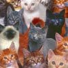 A Group Of Cats Closeup paint by numbers