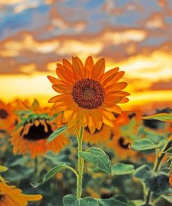 Aesthetic Sunflower paint by numbers