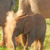 Baby African Elephant paint by numbers