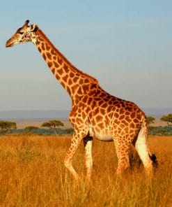 African Giraffe paint by numbers