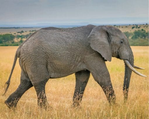 African Grey Elephant In Nature paint by numbers