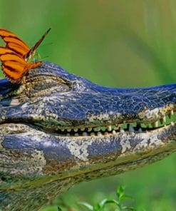 Alligator And Butterflies paint by numbers