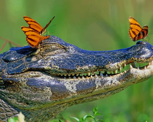 Alligator And Butterflies paint by numbers