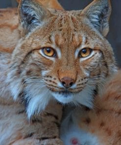 American Lynx paint by numbers
