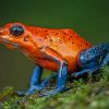 Strawberry Poison Dart Frog paint by numbers