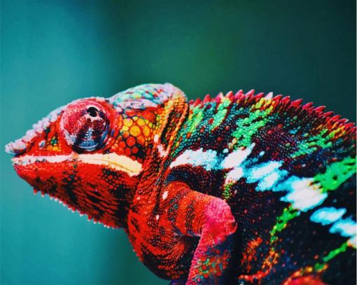 Animal Blur Chameleon Multi Colors paint by numbers