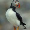 Atlantic Puffin Bird paint by numbers