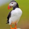 Atlantic Puffin paint by numbers
