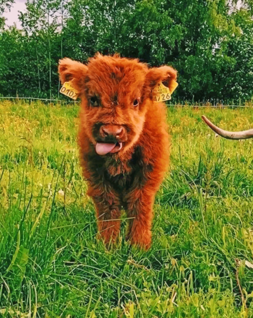 Baby Highland Cow - Animals Paint By Numbers - Num Paint Kit