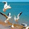 Beautiful Birds In Sea paint by numbers