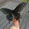 Beautiful Black Butterfly paint by numbers