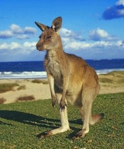 Beautiful Kangaroo paint by numbers