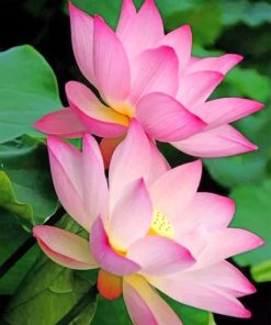 Beautiful Lotus Flower paint by numbers