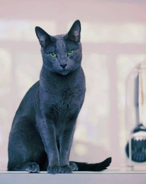 Beautiful Russian Grey Cat paint by numbers