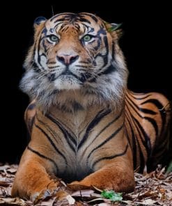 Beautiful Tiger Animal paint by numbers