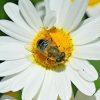 Bee On Oxeye Daisy Flower Plant paint by numbers