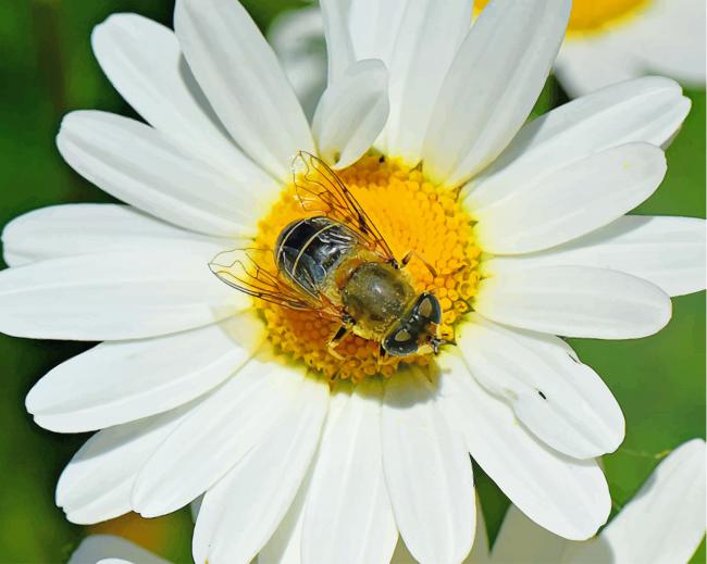 Bee On Oxeye Daisy Flower Plant paint by numbers