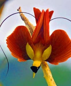 Bird Of Paradise paint by numbers