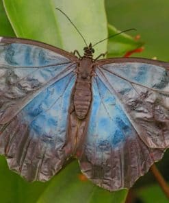 Black And Blue Butterfly On Leaf paint by numbers
