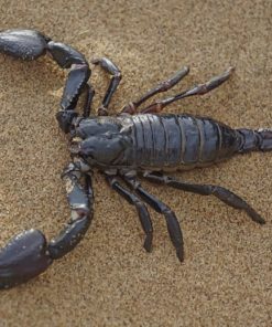 Black Emperor Scorpion In Desert Sand paint by numbers