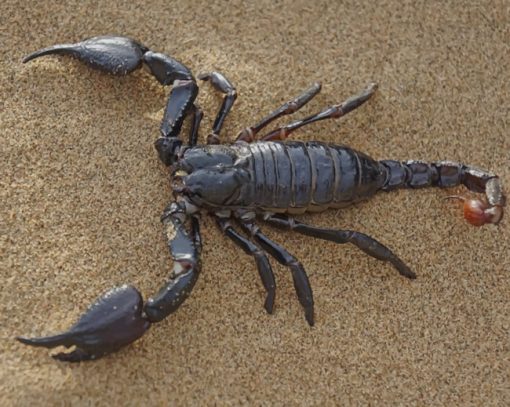 Black Emperor Scorpion In Desert Sand paint by numbers