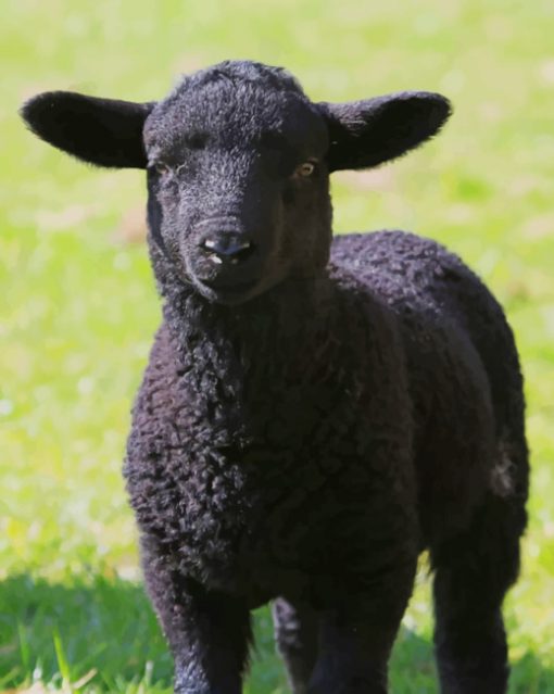 Black Lamb Sheep paint by numbers