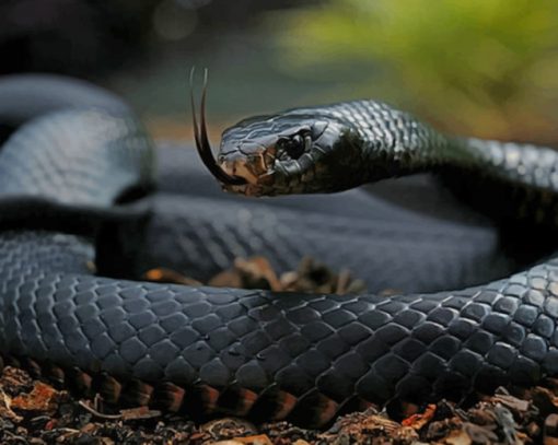Black Mamba Snake Reptiles paint by numbers