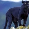 Black Tiger Panthers In Alabama paint by numbers