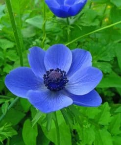 Blue Anemone Flower paint by numbers