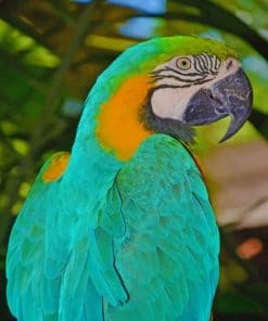 blue macaw paint by numbers
