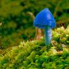 Blue Mushroom On Green Moss paint by numbers