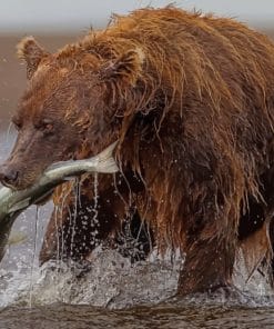 Brown Bear Hunting Fish paint by numbers