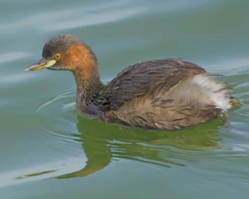 Brown Duck Swimming paint by numbers