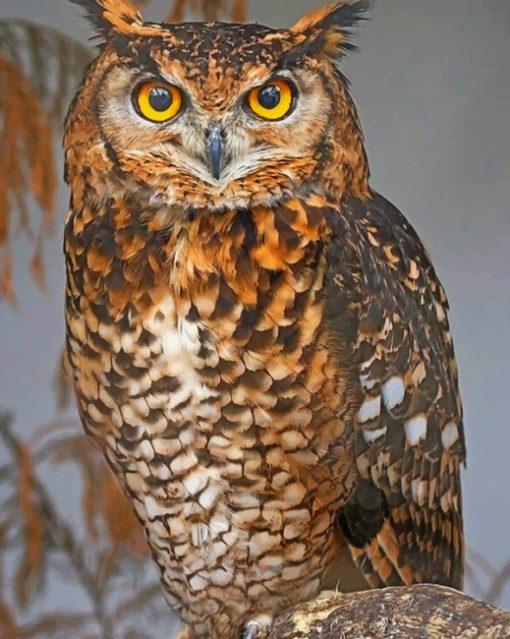 Brown Owl paint by numbers