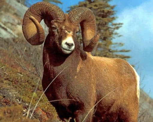 Brown Sheep With Big Horns paint by numbers