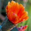 Cactus Orange Flower paint by numbers