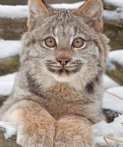 Canadian Lynx Kitten paint by numbers