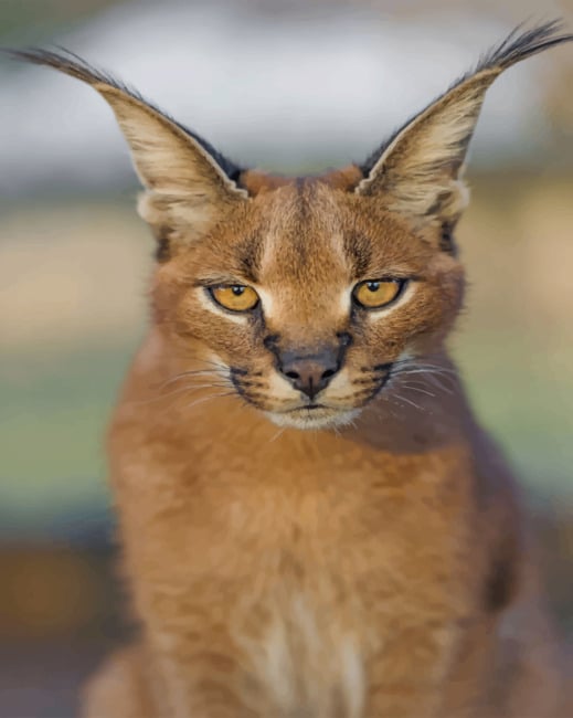 Caracal Cat paint by numbers